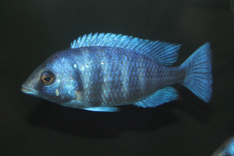 Placidochromis sp. 'phenochilus tanzania'
